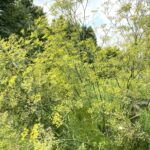 fennel growing at Meijer Gardens Grand Rapids MI