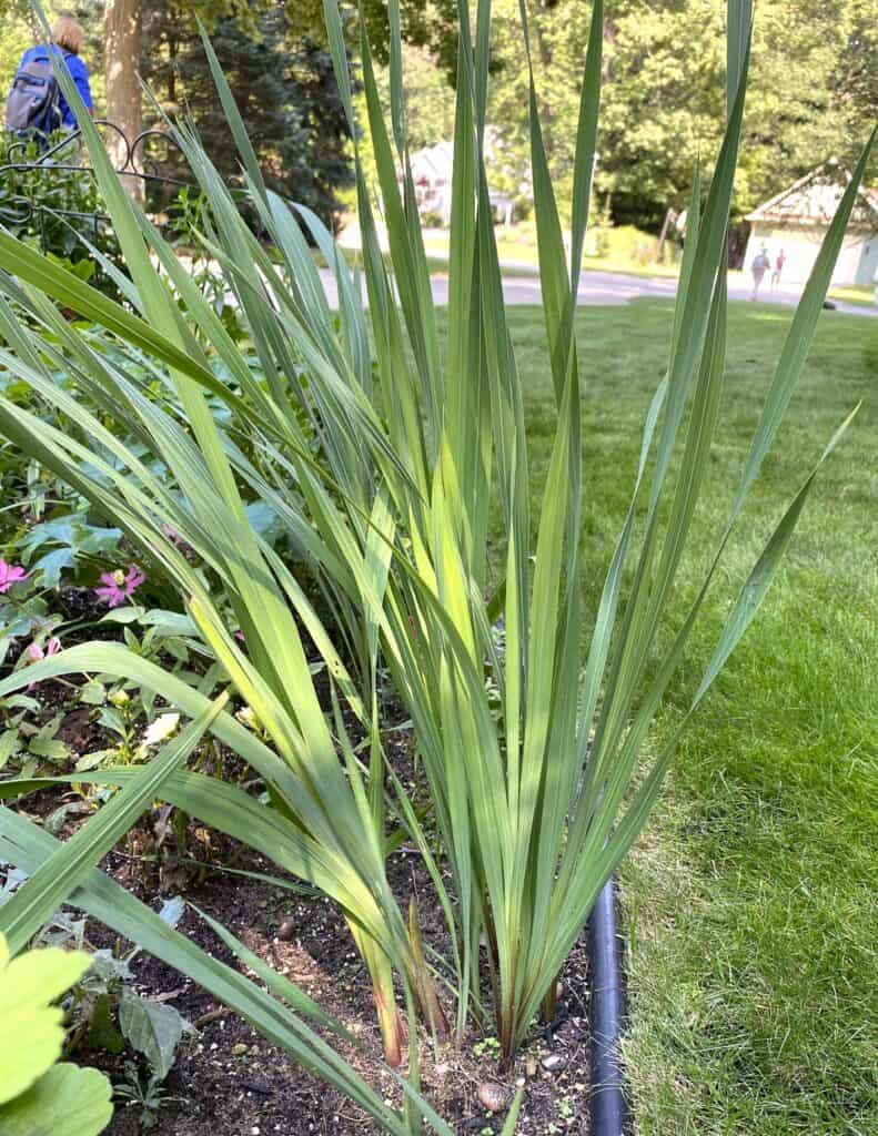 gladiolus foliage in a private Grand Rapids garden