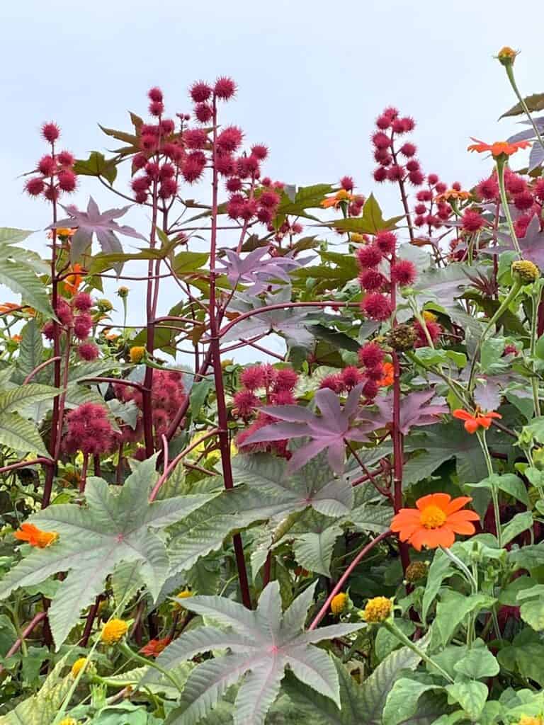 castor beans are Bible plants in Grand Rapids