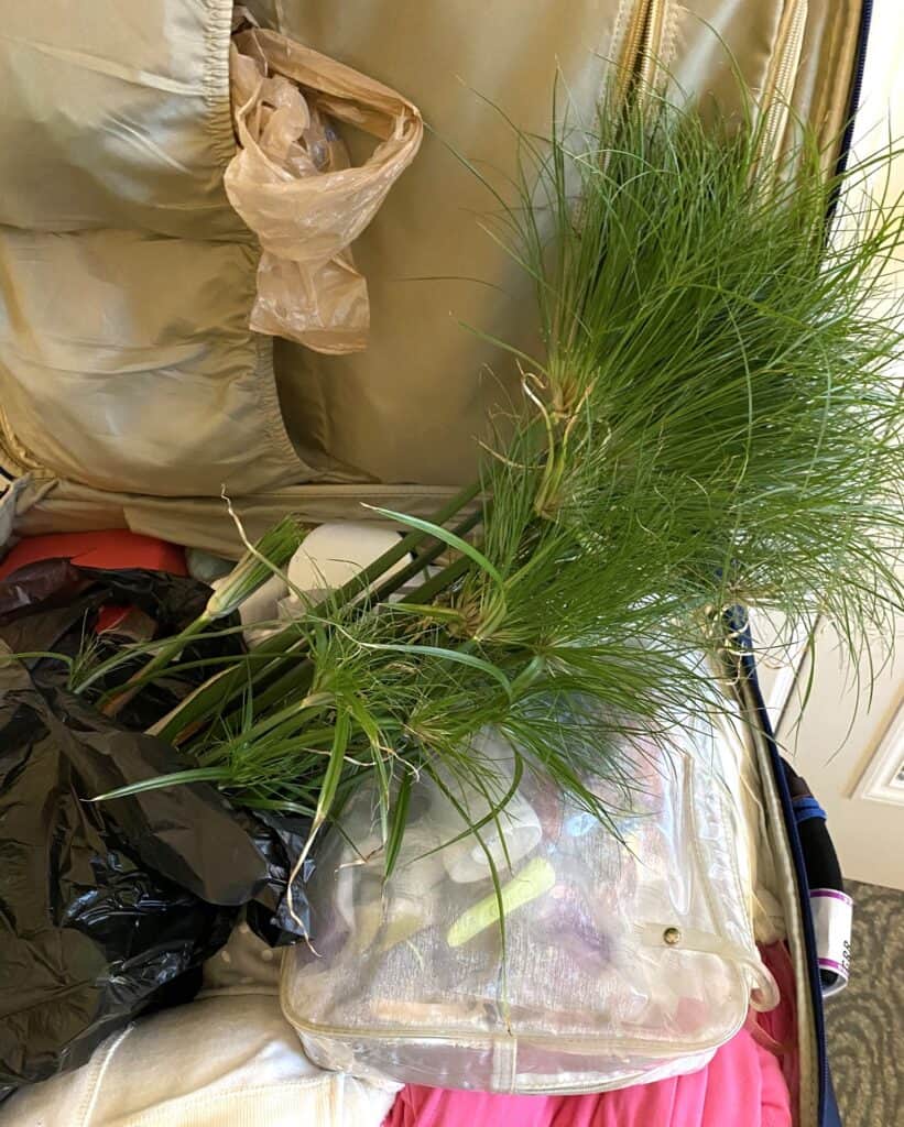 papyrus plant in my suitcase from Garden Crossings - had to take home a Bible plants from Grand Rapids