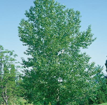 Populus balsamifera from Bailey Nursuries in MN