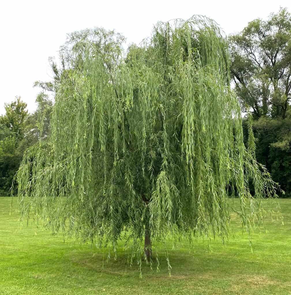young weeping willow tree growing in Michigan