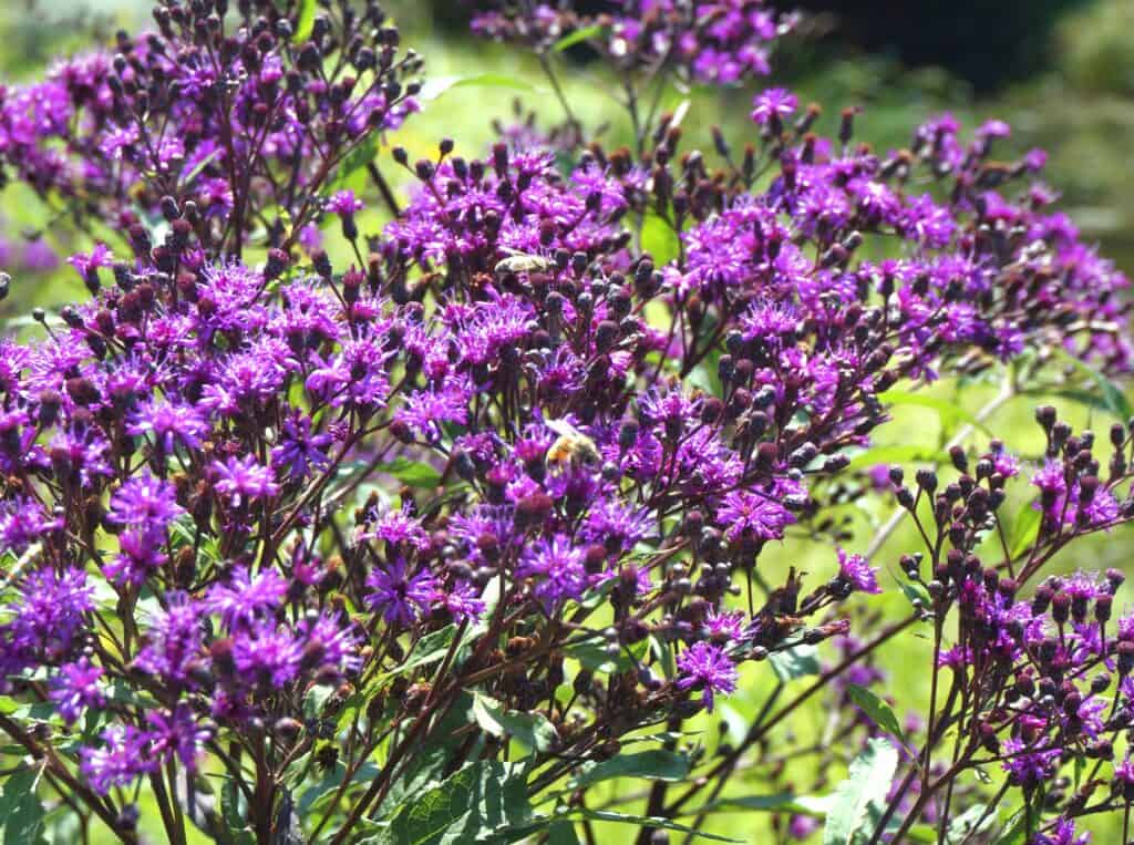thankful bee on wildflowers in Chicago's Lincoln Park
