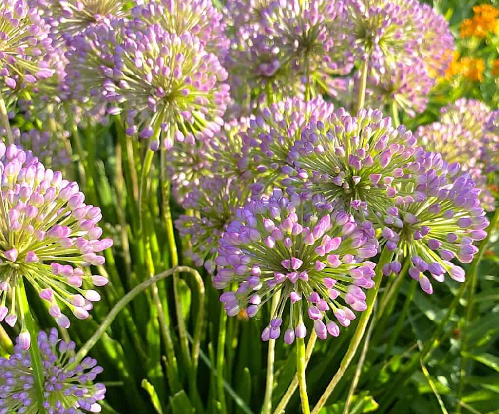 allium flowers in a Minnesota garden