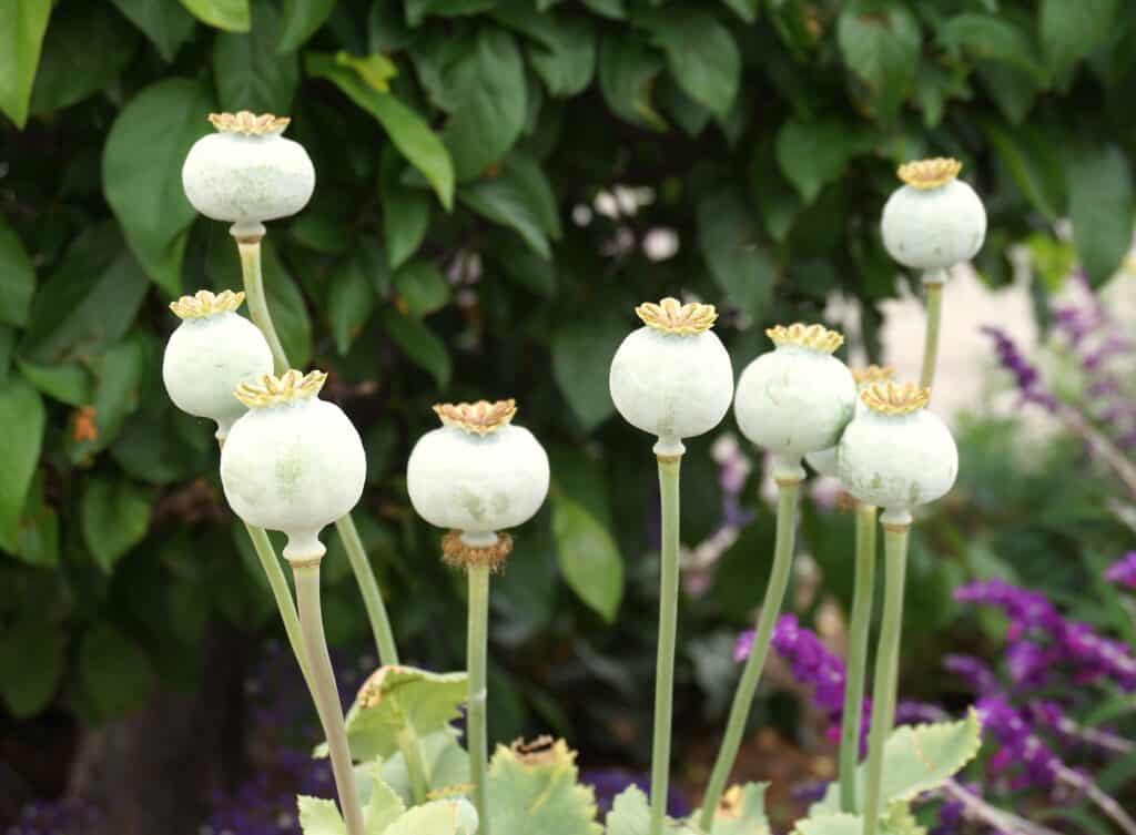 poppy seed pods bring another kind of flowering beauty to the garden, so thankful for a double portion