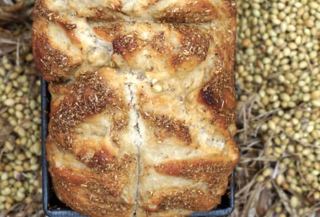 imagine bread from heaven looking like coriander seed