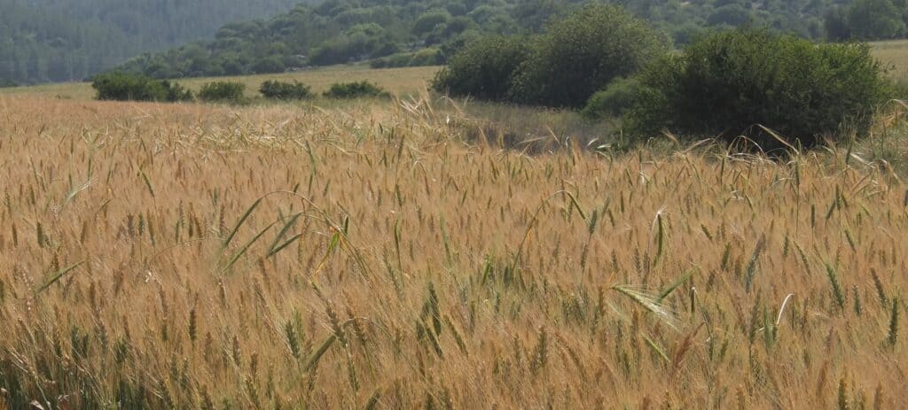 c.2018 David Bena Ripening grain in the Elah valley (Israel)