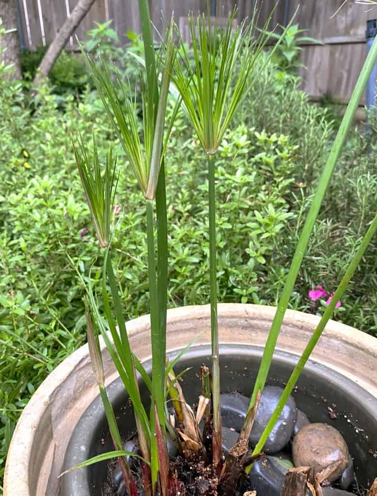 papyrus in the garden inspires hope in God for the National Day of Prayer 2025