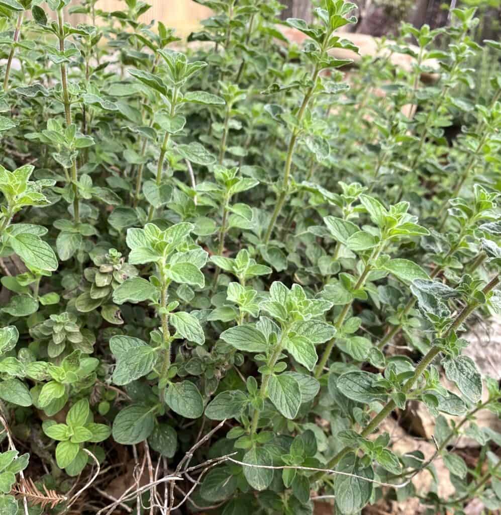 hyssop growing in a Texas garden reminding us Jesus is life