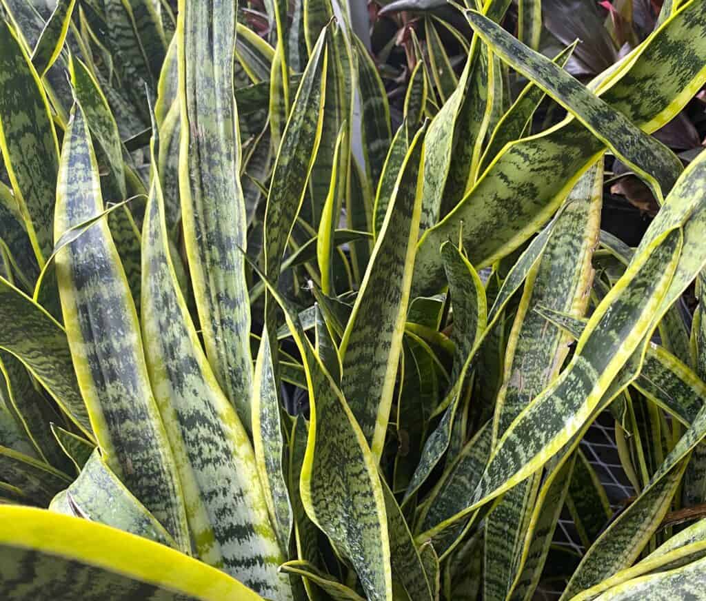 snake plant hints to what Eve should have said
