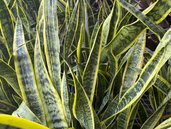 snake plant hints to what Eve should have said