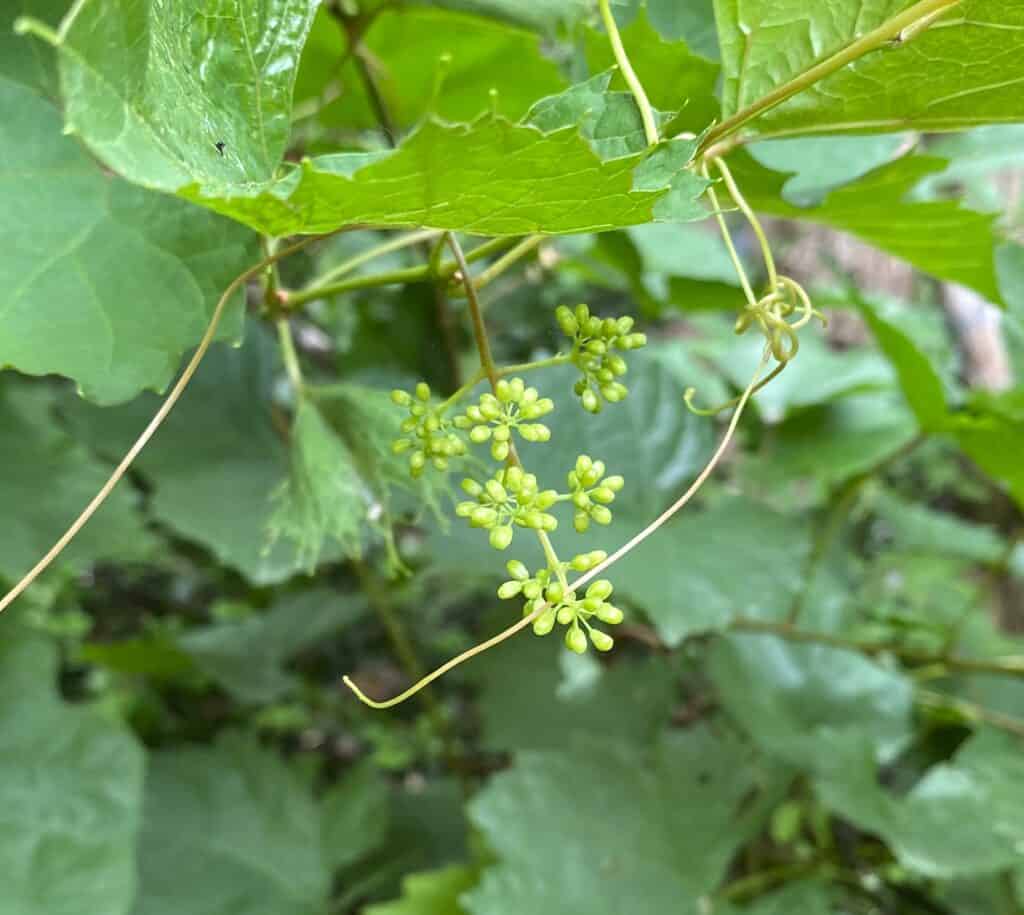 first grapes first glimpse on our backyard grapevine