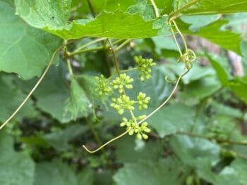 first grapes first glimpse on our backyard grapevine