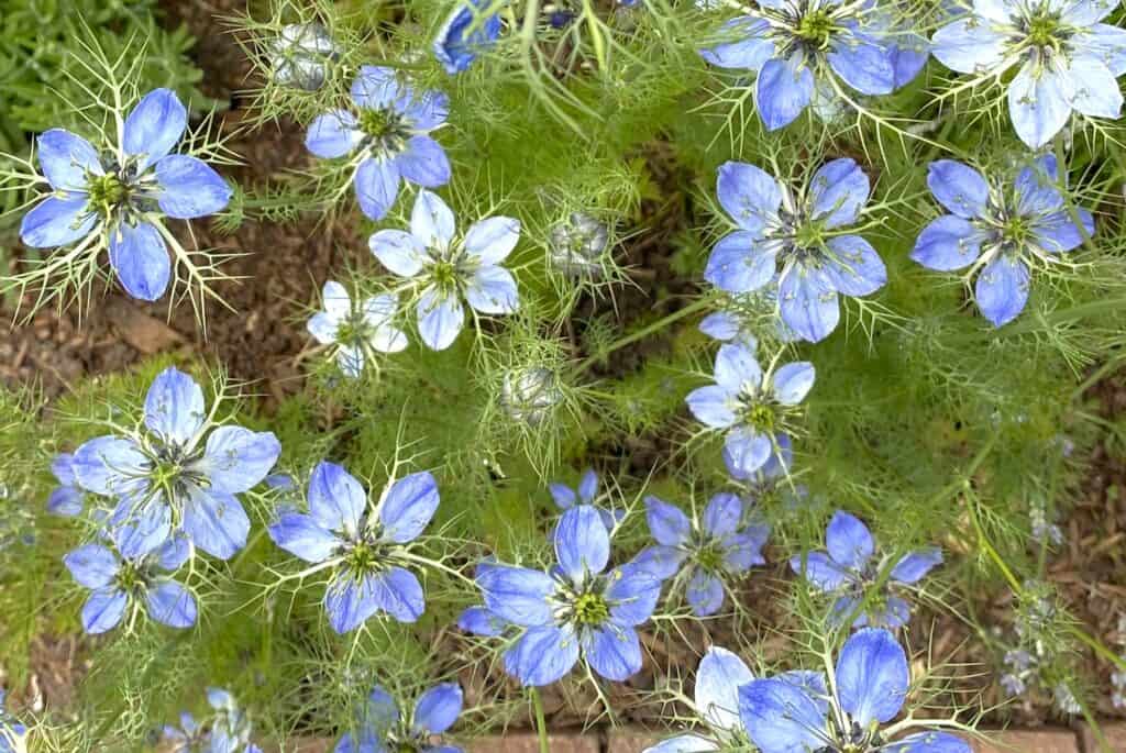 nigella sativa flowers are airy with an imagery of God's kingdom