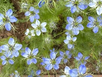 nigella sativa flowers are airy with an imagery of God's kingdom