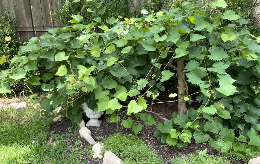 first grapes appearing on our backyard grapevine--even though they are miniscule