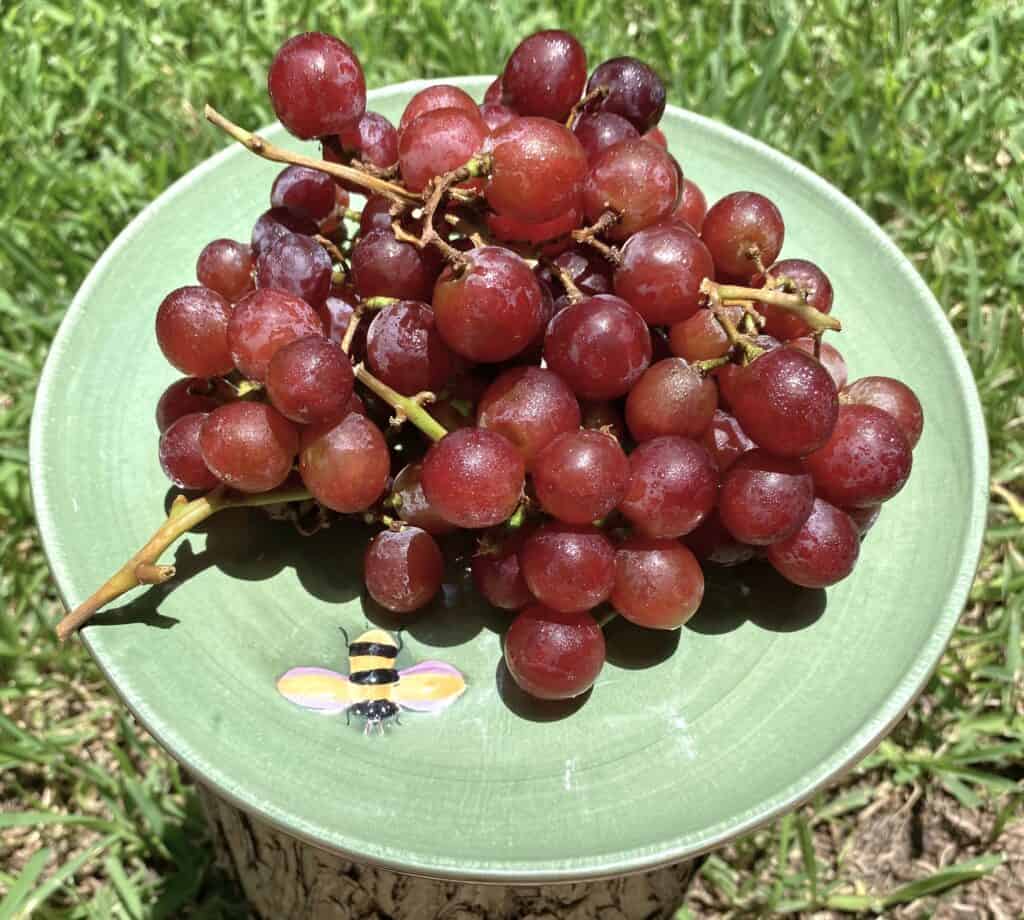 first grapes from the grocery store when homegrown grapes fall short!
