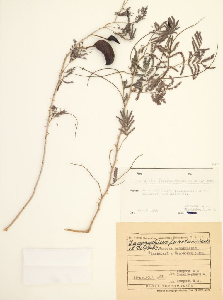 herbarium specimen of Prosopis farcta from the University of Colorado - the dove's dung of Scripture
