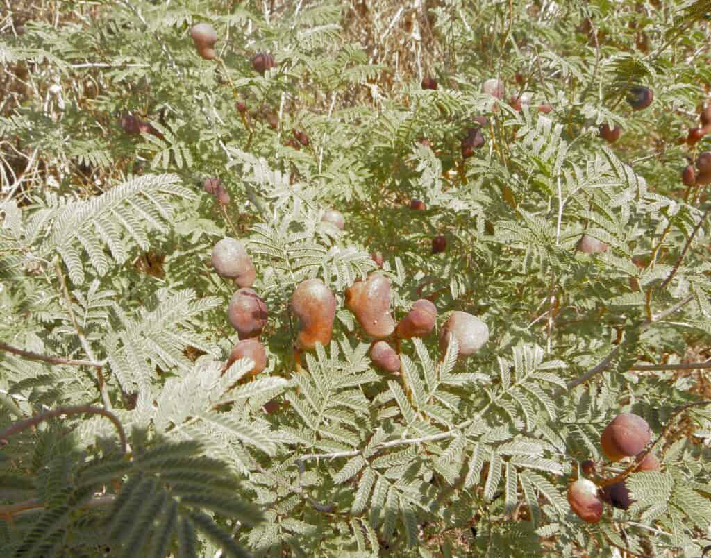 Dove's dung, Syrian mesquite photgraphed by Eitan F from Creative Commons in the Holy Land