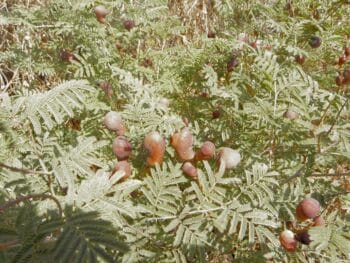 Dove's dung, Syrian mesquite photgraphed by Eitan F from Creative Commons in the Holy Land