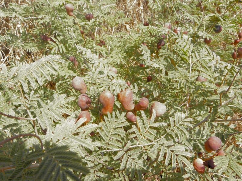 Dove's dung, Syrian mesquite photgraphed by Eitan F from Creative Commons in the Holy Land