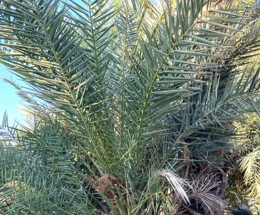 date palm branches from Shield Date Farm in Palm Desert, CA