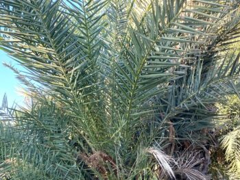 palm branches welcome from a young date palm tree