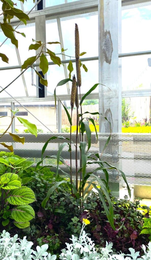 'Purple majesty' millet growing in Plants of the Bible Conservatory in Petersburgh, KY