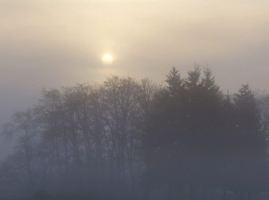 Washington state forest in morning mist remembering Carver's passion to walk daily in the woods