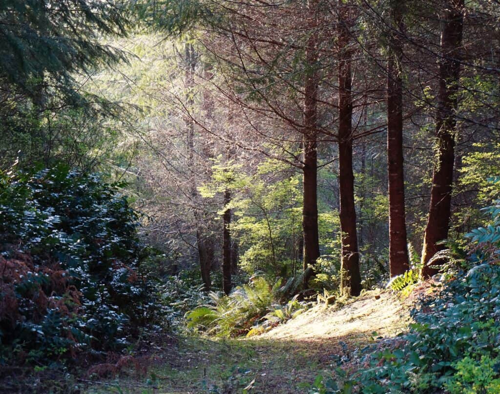 sunlight streams in a Washington state forest recalling Carver's passion to walk daily in the woods