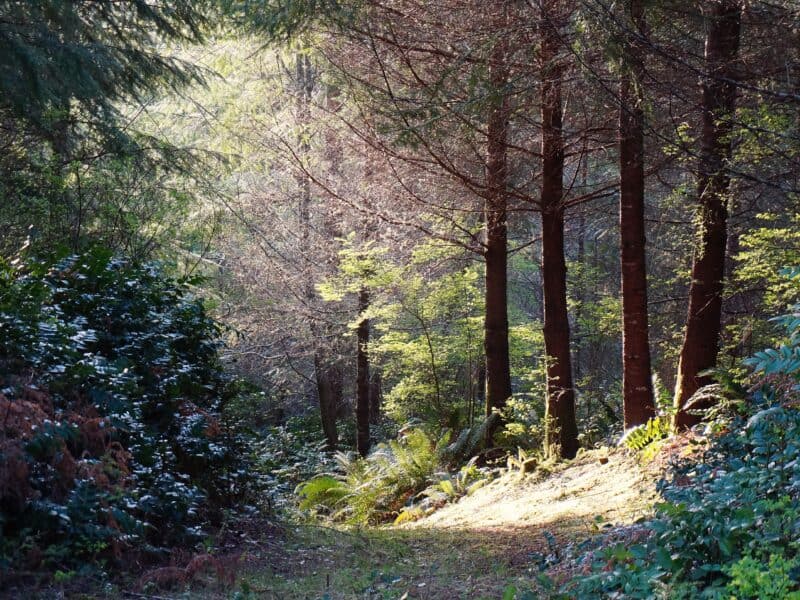sunlight streams in a Washington state forest recalling Carver's passion to walk daily in the woods