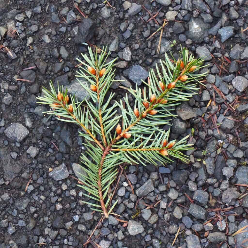 branch tip on a graveled path in a Washington state forest