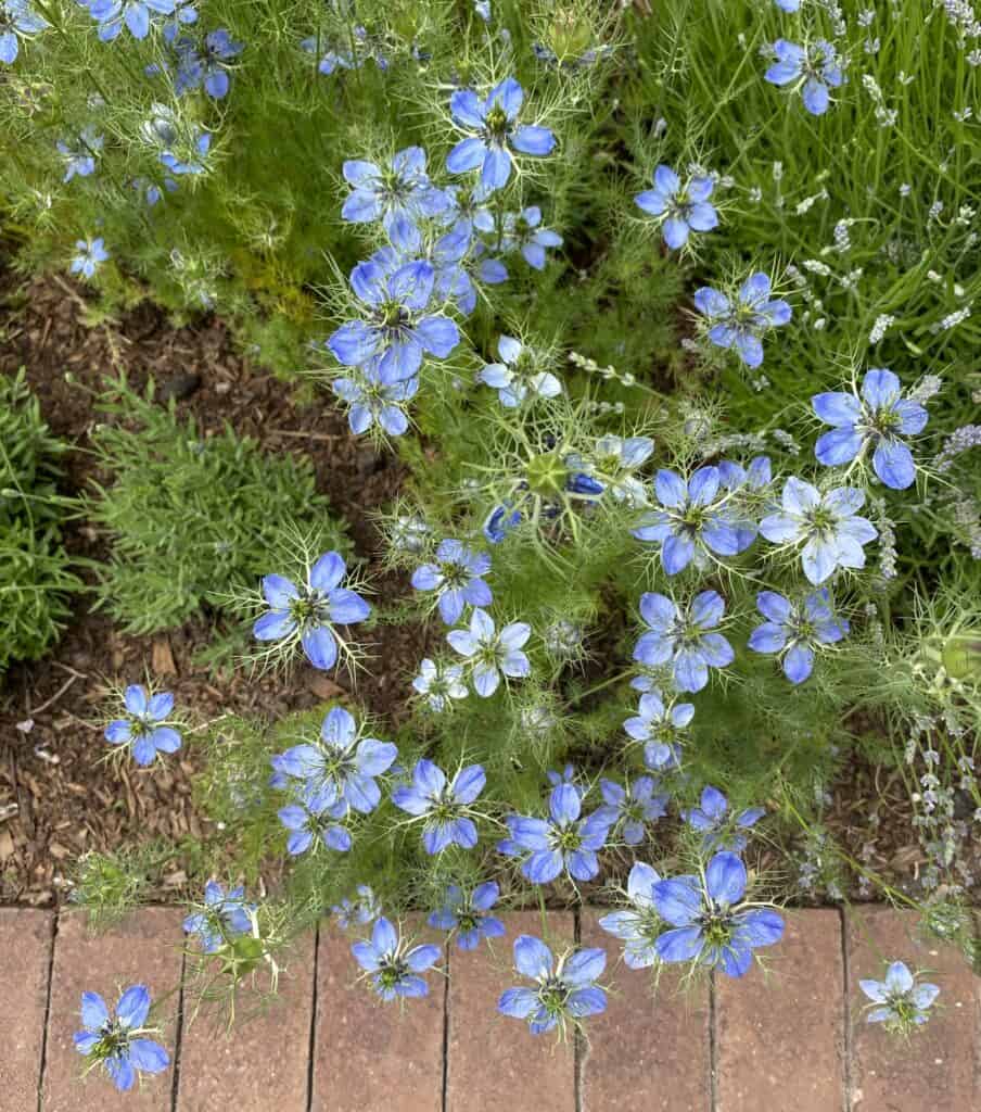 nigella blooms in Bible gardens
