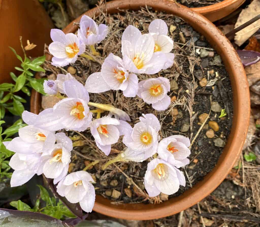 planting fall crocus with autumn crocus in a pot