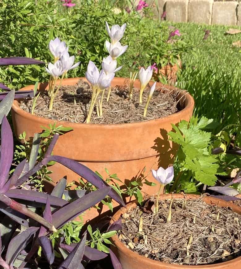 planting fall crocus - autumn crocus blooming in pots