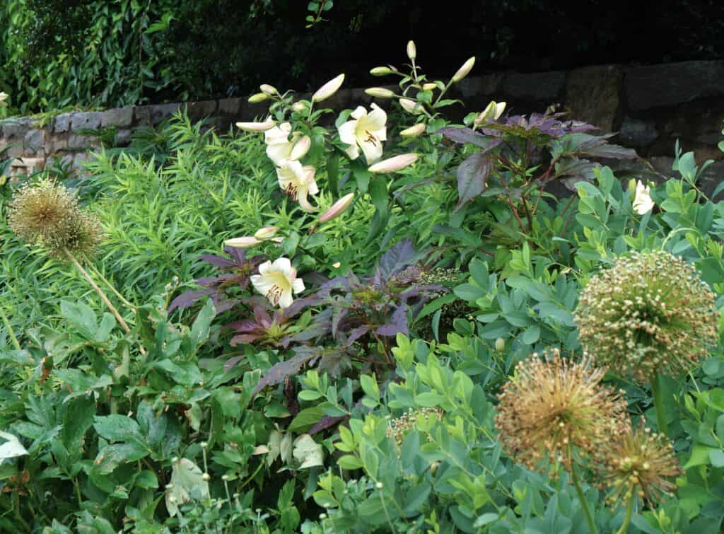 flower bed in the Bishop's Garden features lilies, castor bean and alliums