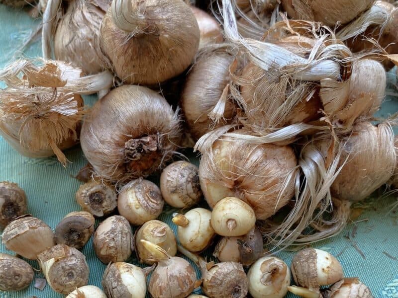 heaps of fall crocus bulbs - saffron and C. speciosus 'Albus'