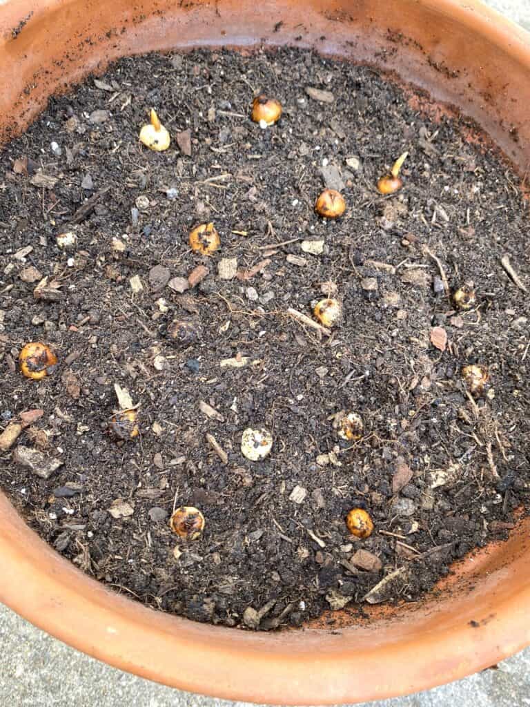 planting fall crocus in pots