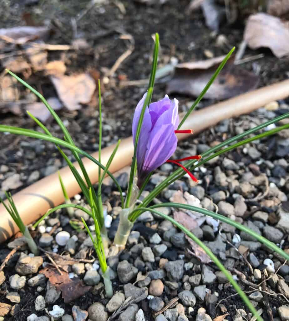 planting fall crocus - saffron crocus