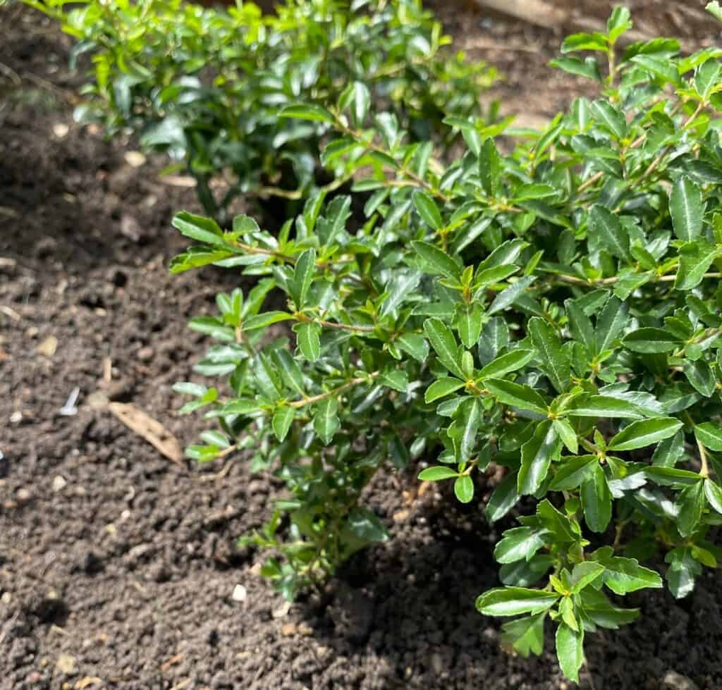 boxwood alternatives from Proven Winners ColorChoice Shrubs