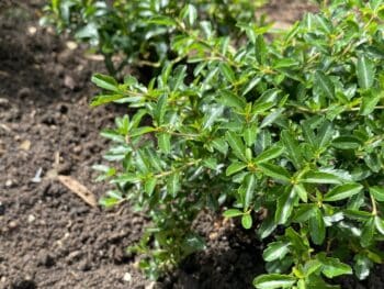 boxwood alternatives from Proven Winners ColorChoice Shrubs