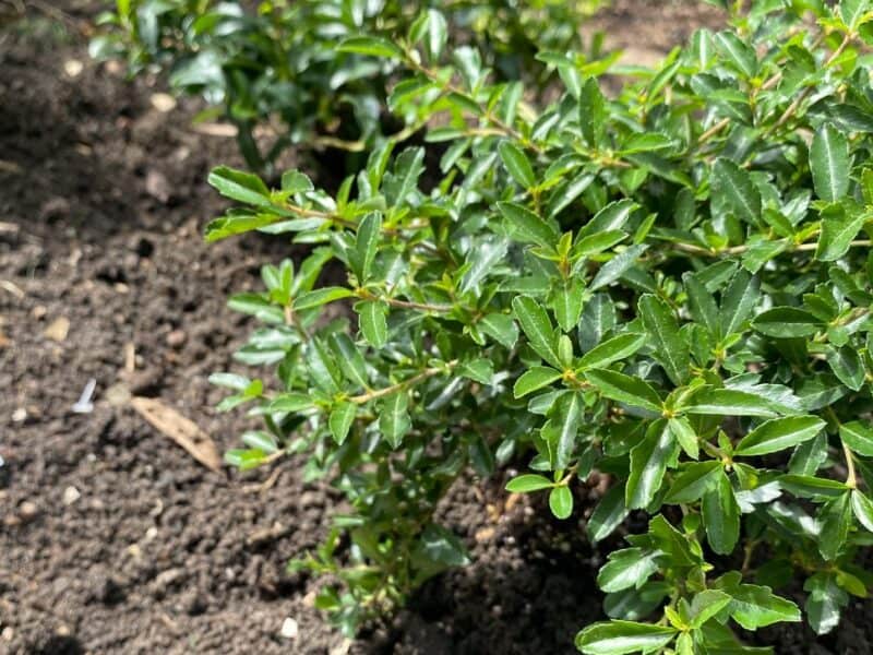 boxwood alternatives from Proven Winners ColorChoice Shrubs