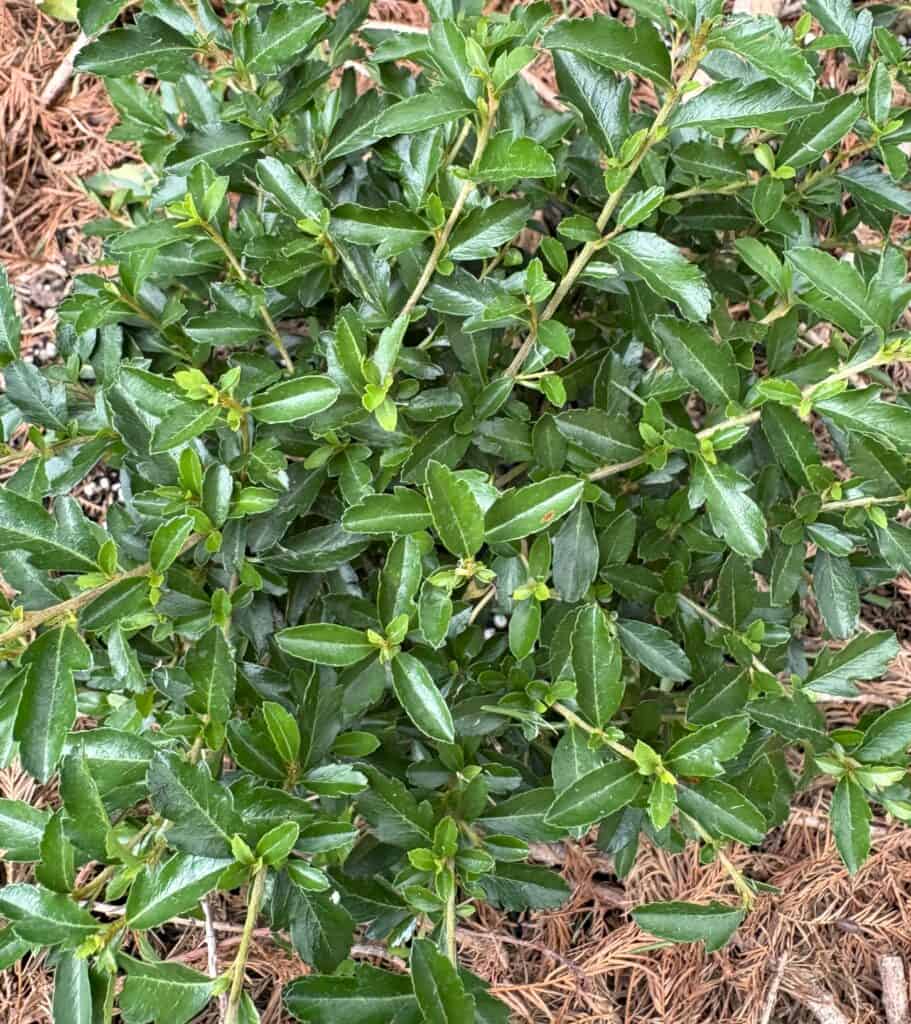 Juke Box® in a Texas garden from Proven Winners ColorChoice Shrubs