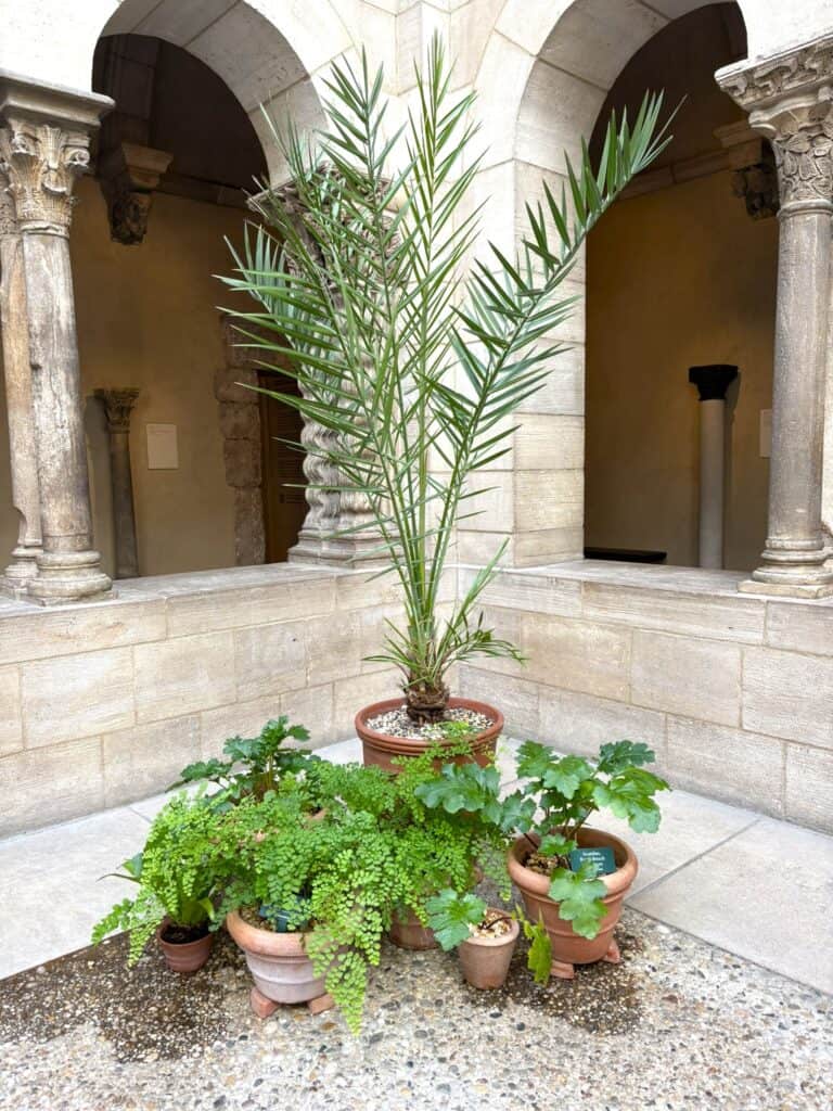potted date palm, maidenhair fern and acanthus green up an interior garden sanctuary in New York in Saint-Guilhem Cloister