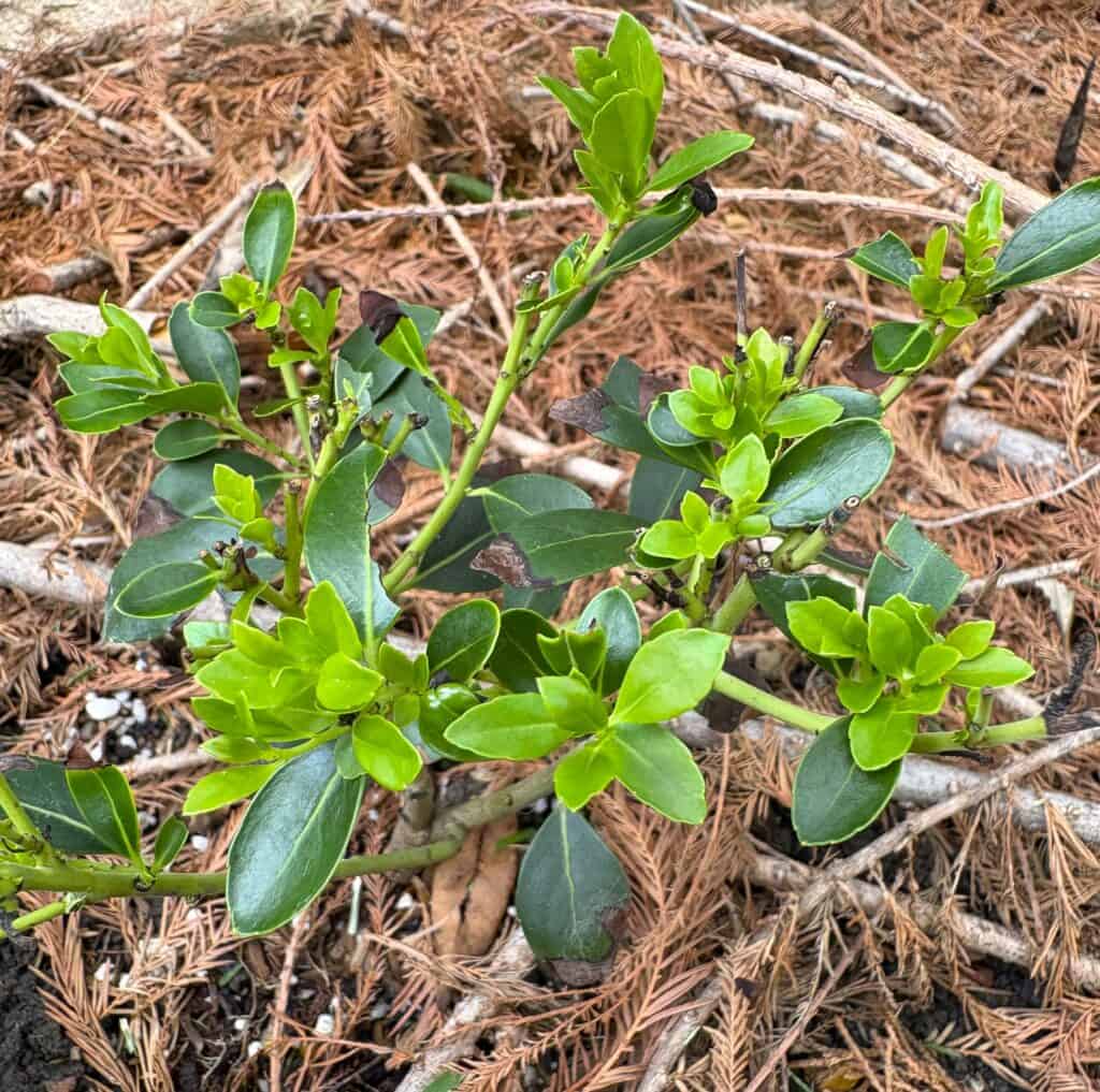 Strongbox® Inkberry Holly from Proven Winners ColorChoice Shrubs, a boxwood alternative for your garden