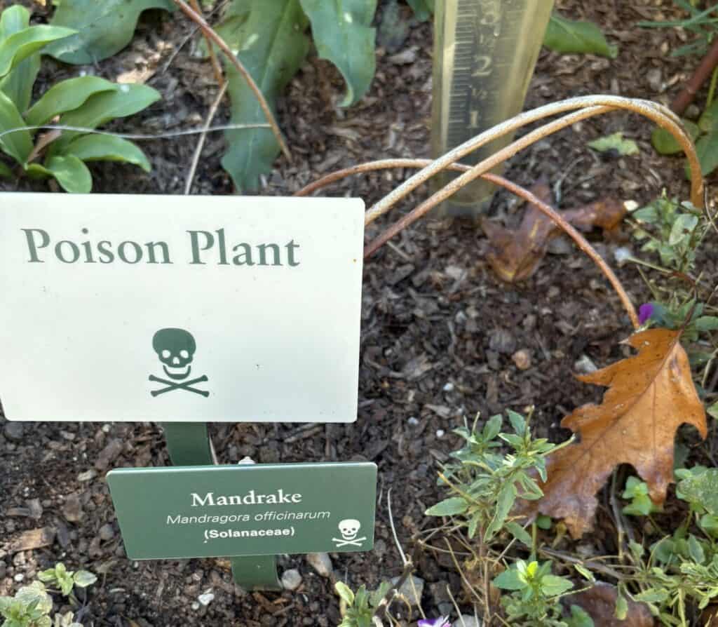 mandrake dormant for now at The Herb Garden at The Met Cloisters