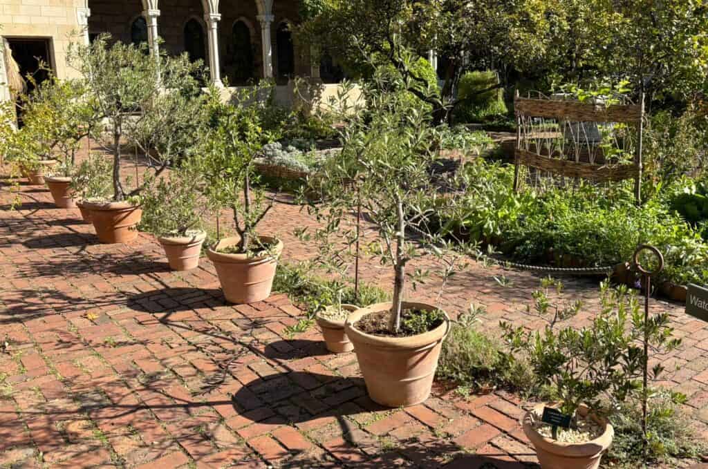potted olives line up at The Bonnefort Cloister, a garden sanctuary in new York at The Met Cloisters