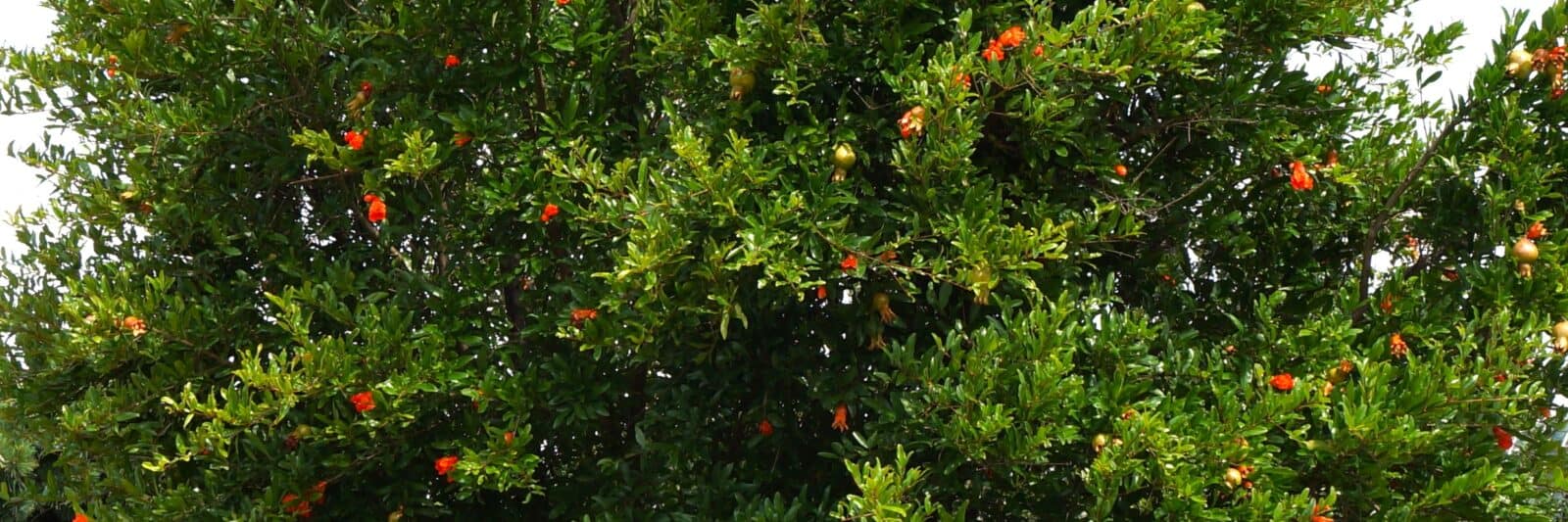 blooming pomegranate tree at US Botanical Gardens summer 2025