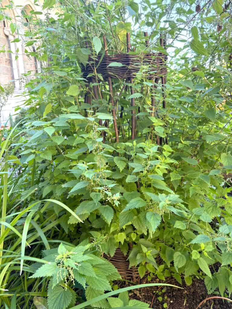 stinging nettles grow through a waddle trellis at the garden sanctuary in New York