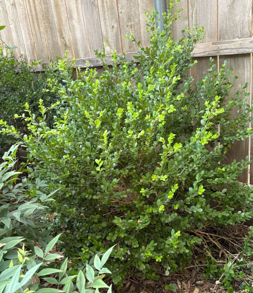 an unboxed boxwood shrub in my home garden